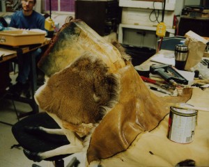 Attaching the deer hide