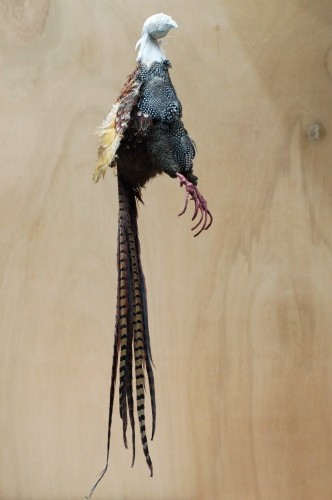 Partially finished dead pheasant