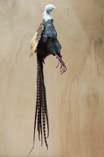 pheasant in progress Partially finished dead pheasant