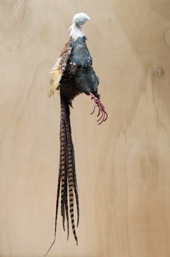Full-length pheasant near completion