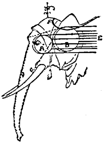 Diagram of the Elephant's Head